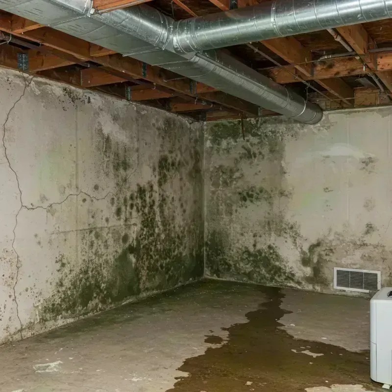 Professional Mold Removal in Rocky Mount, NC